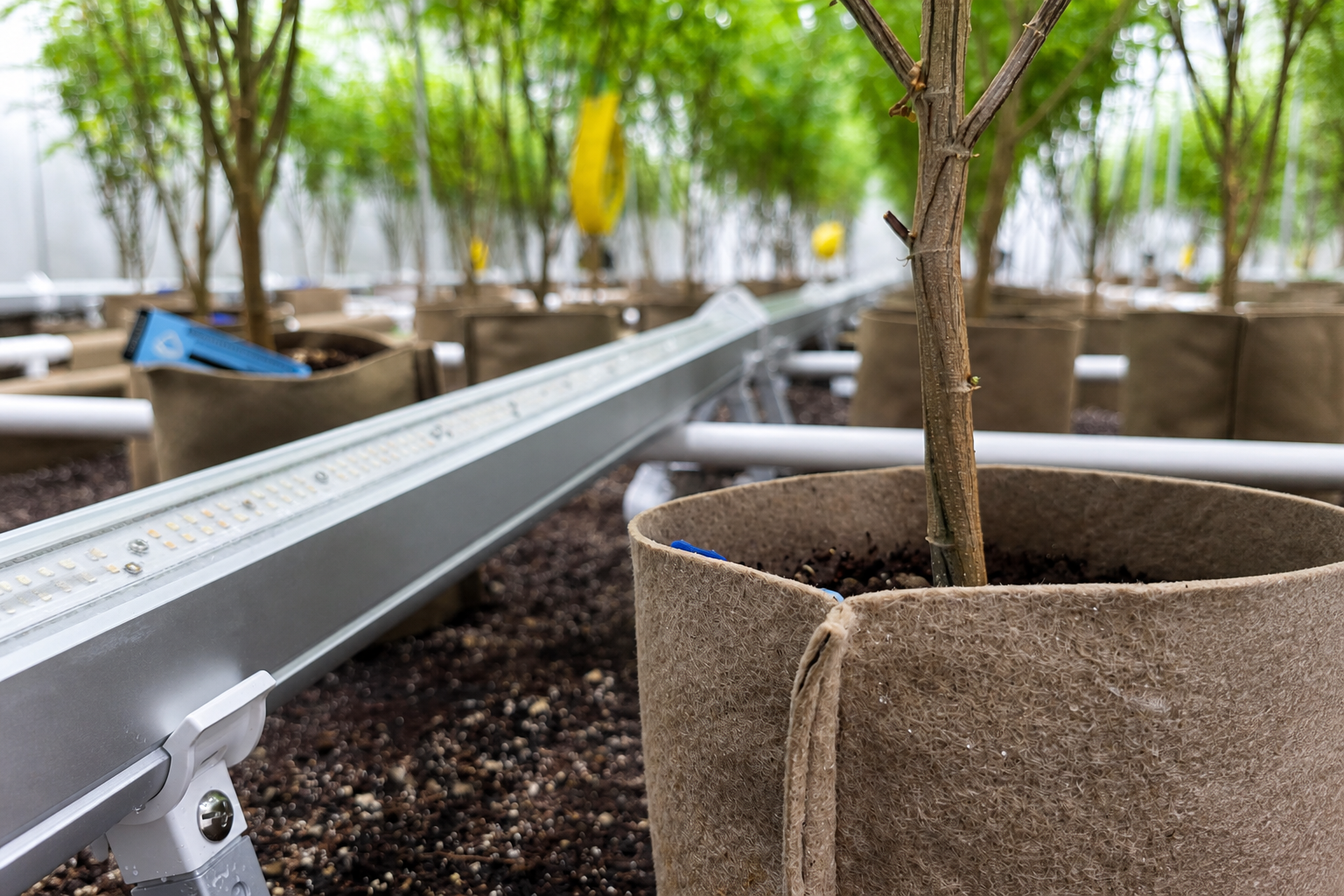Close cultivation detail showing plant container and grow-room infrastructure