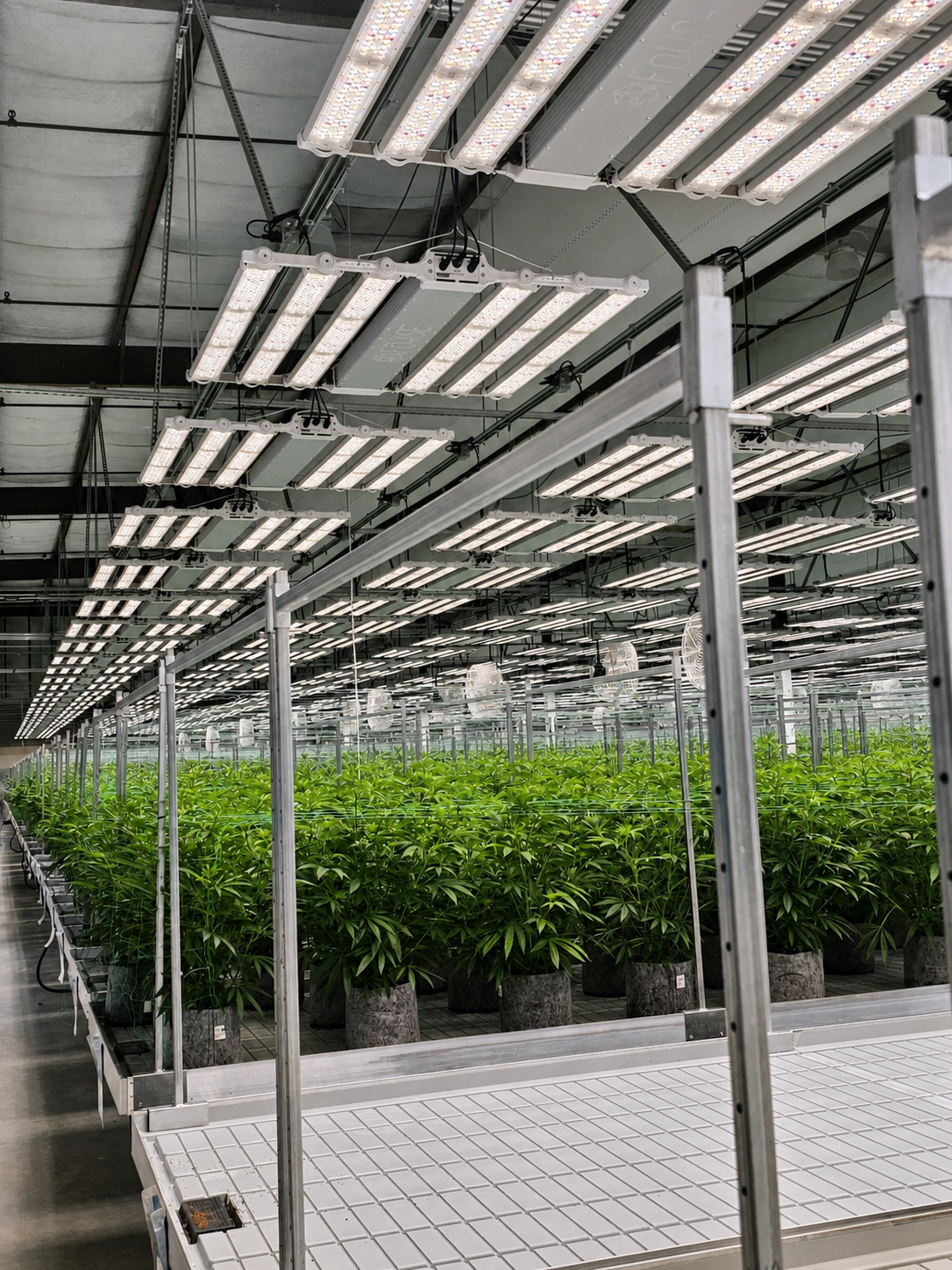 Large commercial cannabis cultivation room with dense canopy and LED lighting